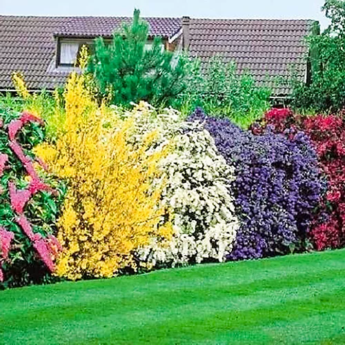 10 X Mixed Flowering Shrub Plants - Assorted Blooming Shrubs For Beautiful UK Gardens - Outdoor Plants (20-40cm) 1 10 X Mixed Flowering Shrub Plants - Assorted Blooming Shrubs For Beautiful UK Gardens - Outdoor Plants (20-40cm)