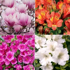 10 X Mixed Flowering Shrub Plants - Assorted Blooming Shrubs For Beautiful UK Gardens - Outdoor Plants (20-40cm) 7 10 X Mixed Flowering Shrub Plants - Assorted Blooming Shrubs For Beautiful UK Gardens - Outdoor Plants (20-40cm) -Cheap Grow And Trim Store 10 x mixed flowering shrub plants assorted blooming shrubs for beautiful uk gardens outdoor plants 20 40cm 5059442029150 04c MP