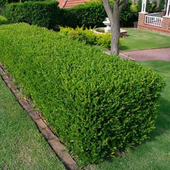 100 X Buxus Sempervirens - Evergreen Box Hedge Shrubs For Lush UK Gardens - Outdoor Plants (20-30cm)