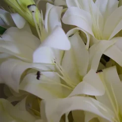 Leaf 12 X 60cm Artificial Lily Stem White (144 Flowers) 6 Leaf 12 X 60cm Artificial Lily Stem White (144 Flowers) -Cheap Grow And Trim Store 12 x 60cm artificial lily stem white 144 flowers 5060950402571 03c MP