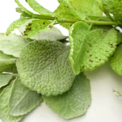 125cm Artificial Hanging Trailing Mint Leaf Garland Plant 4 125cm Artificial Hanging Trailing Mint Leaf Garland Plant -Cheap Grow And Trim Store 125cm artificial hanging trailing mint leaf garland plant5060950402670 02c MP