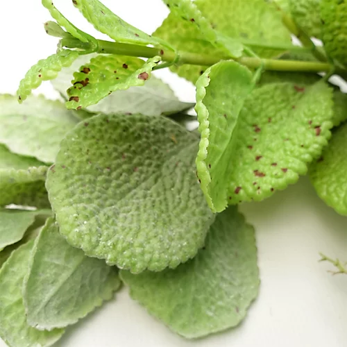 125cm Artificial Hanging Trailing Mint Leaf Garland Plant 2 125cm Artificial Hanging Trailing Mint Leaf Garland Plant - Image 2