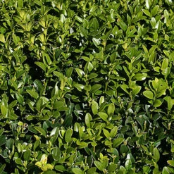 15 X Buxus Sempervirens - Evergreen Box Hedge Shrubs For Lush UK Gardens - Outdoor Plants (20-30cm) -Cheap Grow And Trim Store 15 x buxus sempervirens evergreen box hedge shrubs for lush uk gardens outdoor plants 20 30cm 5059442059317 02c MP