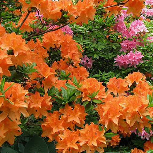 2 X Orange Azaleas - Vibrant Flowering Shrubs For Colourful UK Gardens - Outdoor Plants (20-30cm) 1 2 X Orange Azaleas - Vibrant Flowering Shrubs For Colourful UK Gardens - Outdoor Plants (20-30cm)