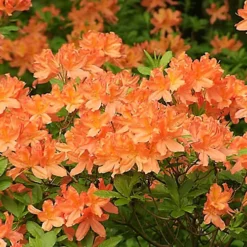 2 X Orange Azaleas - Vibrant Flowering Shrubs For Colourful UK Gardens - Outdoor Plants (20-30cm) 6 2 X Orange Azaleas - Vibrant Flowering Shrubs For Colourful UK Gardens - Outdoor Plants (20-30cm) -Cheap Grow And Trim Store 2 x orange azaleas vibrant flowering shrubs for colourful uk gardens outdoor plants 20 30cm 5059442043378 03c MP