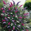 2L Buddleia Tricolour Butterfly Bush 30-40cm