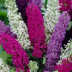 2L Buddleia Tricolour Butterfly Bush 30-40cm -Cheap Grow And Trim Store 2l buddleia tricolour butterfly bush 30 40cm5059442013401 02c MP