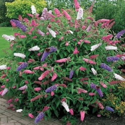 2L Buddleia Tricolour Butterfly Bush 30-40cm -Cheap Grow And Trim Store 2l buddleia tricolour butterfly bush 30 40cm5059442013401 03c MP