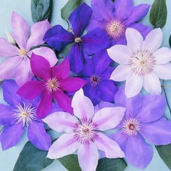 3 Mixed Clematis - Beautiful Flowering Vines For UK Gardens - Outdoor Plants (30-40cm) 5 3 Mixed Clematis - Beautiful Flowering Vines For UK Gardens - Outdoor Plants (30-40cm) -Cheap Grow And Trim Store 3 mixed clematis beautiful flowering vines for uk gardens outdoor plants 30 40cm 5059442013838 02c MP