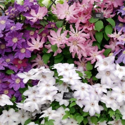 3 Mixed Clematis - Beautiful Flowering Vines For UK Gardens - Outdoor Plants (30-40cm) 6 3 Mixed Clematis - Beautiful Flowering Vines For UK Gardens - Outdoor Plants (30-40cm) -Cheap Grow And Trim Store 3 mixed clematis beautiful flowering vines for uk gardens outdoor plants 30 40cm 5059442013838 03c MP