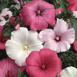 3 Mixed Lavatera - Lovely Flowering Shrubs For UK Gardens - Outdoor Plants (20-30cm) -Cheap Grow And Trim Store 3 mixed lavatera lovely flowering shrubs for uk gardens outdoor plants 20 30cm 5059442043064 02c MP