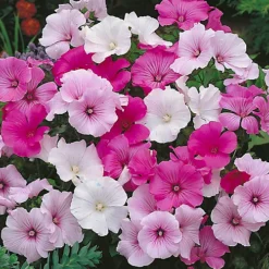 3 Mixed Lavatera - Lovely Flowering Shrubs For UK Gardens - Outdoor Plants (20-30cm) -Cheap Grow And Trim Store 3 mixed lavatera lovely flowering shrubs for uk gardens outdoor plants 20 30cm 5059442043064 03c MP