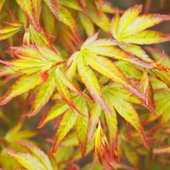 3 X Acer Mix - Assorted Japanese Maple Trees For Beautiful UK Gardens - Outdoor Plants (30-40cm) -Cheap Grow And Trim Store 3 x acer mix assorted japanese maple trees for beautiful uk gardens outdoor plants 30 40cm 5059442021994 02c MP
