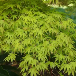 3 X Acer Mix - Assorted Japanese Maple Trees For Beautiful UK Gardens - Outdoor Plants (30-40cm) -Cheap Grow And Trim Store 3 x acer mix assorted japanese maple trees for beautiful uk gardens outdoor plants 30 40cm 5059442021994 03c MP