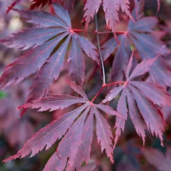 3 X Acer Mix - Assorted Japanese Maple Trees For Beautiful UK Gardens - Outdoor Plants (30-40cm) -Cheap Grow And Trim Store 3 x acer mix assorted japanese maple trees for beautiful uk gardens outdoor plants 30 40cm 5059442021994 06c MP