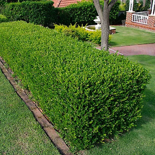 3 X Buxus Sempervirens - Evergreen Box Hedge Shrubs For Lush UK Gardens - Outdoor Plants (20-30cm) 1 3 X Buxus Sempervirens - Evergreen Box Hedge Shrubs For Lush UK Gardens - Outdoor Plants (20-30cm)