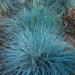 3 X Festuca Intense Blue - Striking Ornamental Grass For Vibrant UK Gardens - Outdoor Plants (10-20cm) 5 3 X Festuca Intense Blue - Striking Ornamental Grass For Vibrant UK Gardens - Outdoor Plants (10-20cm) -Cheap Grow And Trim Store 3 x festuca intense blue striking ornamental grass for vibrant uk gardens outdoor plants 10 20cm 5051641446714 02c MP