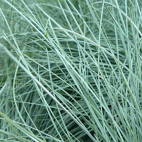 3 X Festuca Intense Blue - Striking Ornamental Grass For Vibrant UK Gardens - Outdoor Plants (10-20cm) 3 3 X Festuca Intense Blue - Striking Ornamental Grass For Vibrant UK Gardens - Outdoor Plants (10-20cm) - Image 3