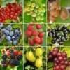 3 X Fruit Mix - Assorted Fruit-bearing Plants For Productive UK Gardens - Outdoor Plants (30-40cm)