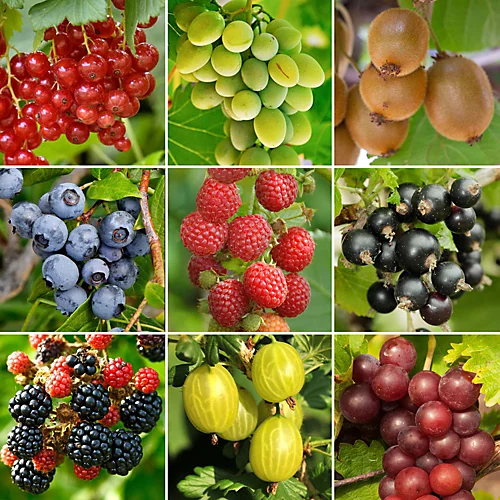 3 X Fruit Mix - Assorted Fruit-bearing Plants For Productive UK Gardens - Outdoor Plants (30-40cm) 1 3 X Fruit Mix - Assorted Fruit-bearing Plants For Productive UK Gardens - Outdoor Plants (30-40cm)