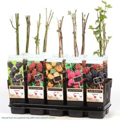 3 X Fruit Mix - Assorted Fruit-bearing Plants For Productive UK Gardens - Outdoor Plants (30-40cm) 5 3 X Fruit Mix - Assorted Fruit-bearing Plants For Productive UK Gardens - Outdoor Plants (30-40cm) -Cheap Grow And Trim Store 3 x fruit mix assorted fruit bearing plants for productive uk gardens outdoor plants 30 40cm 5059442028641 02c MP