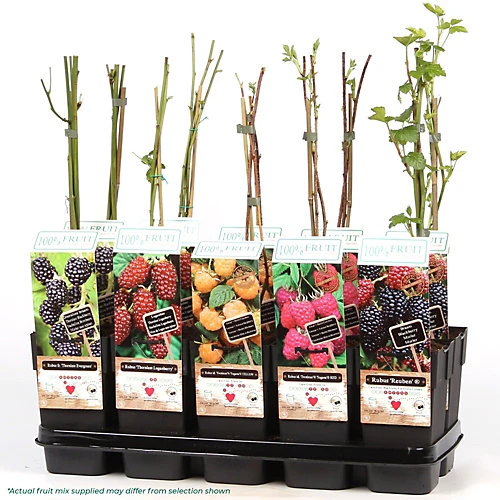 3 X Fruit Mix - Assorted Fruit-bearing Plants For Productive UK Gardens - Outdoor Plants (30-40cm) 2 3 X Fruit Mix - Assorted Fruit-bearing Plants For Productive UK Gardens - Outdoor Plants (30-40cm) - Image 2