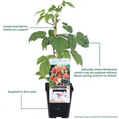 3 X Fruit Mix - Assorted Fruit-bearing Plants For Productive UK Gardens - Outdoor Plants (30-40cm) 6 3 X Fruit Mix - Assorted Fruit-bearing Plants For Productive UK Gardens - Outdoor Plants (30-40cm) -Cheap Grow And Trim Store 3 x fruit mix assorted fruit bearing plants for productive uk gardens outdoor plants 30 40cm 5059442028641 03c MP