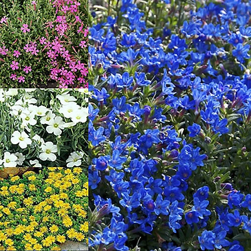 3 X Mixed Alpines - Assorted Hardy Plants For Charming UK Gardens - Outdoor Plants (10-20cm) 1 3 X Mixed Alpines - Assorted Hardy Plants For Charming UK Gardens - Outdoor Plants (10-20cm)