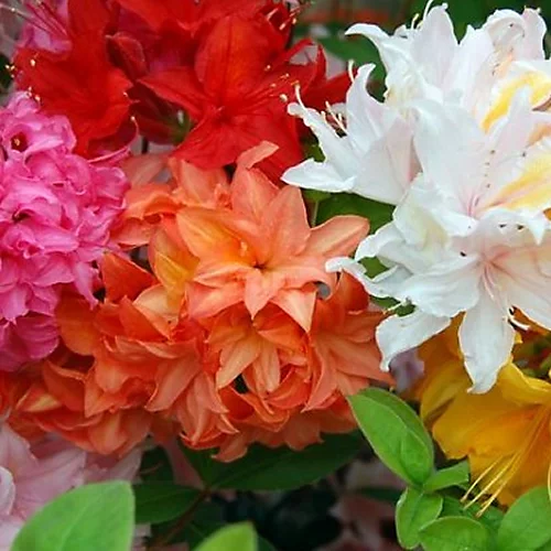 3 X Mixed Azaleas - Assorted Flowering Shrubs For Colourful UK Gardens - Outdoor Plants (20-30cm) 1 3 X Mixed Azaleas - Assorted Flowering Shrubs For Colourful UK Gardens - Outdoor Plants (20-30cm)