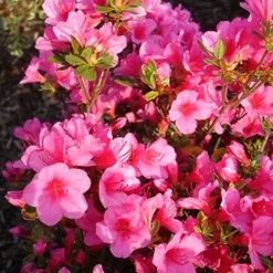 3 X Mixed Azaleas - Assorted Flowering Shrubs For Colourful UK Gardens - Outdoor Plants (20-30cm) 6 3 X Mixed Azaleas - Assorted Flowering Shrubs For Colourful UK Gardens - Outdoor Plants (20-30cm) -Cheap Grow And Trim Store 3 x mixed azaleas assorted flowering shrubs for colourful uk gardens outdoor plants 20 30cm 5059442028658 03c MP