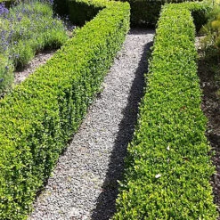 50 X Buxus Sempervirens - Evergreen Box Hedge Shrubs For Lush UK Gardens - Outdoor Plants (20-30cm) 5 50 X Buxus Sempervirens - Evergreen Box Hedge Shrubs For Lush UK Gardens - Outdoor Plants (20-30cm) -Cheap Grow And Trim Store 50 x buxus sempervirens evergreen box hedge shrubs for lush uk gardens outdoor plants 20 30cm 5059442059362 03c MP