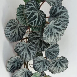 Leaf 50cm Artificia Trailing Begonia Plant Realistic -Cheap Grow And Trim Store 50cm artificia trailing begonia plant realistic5060950404902 04c MP