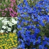 6 X Mixed Alpines - Assorted Hardy Plants For Charming UK Gardens - Outdoor Plants (10-20cm)