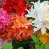 6 X Mixed Azaleas - Assorted Flowering Shrubs For Colourful UK Gardens - Outdoor Plants (20-30cm)