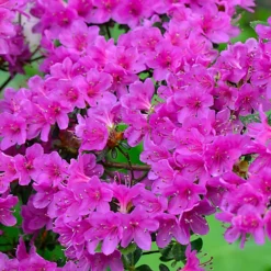 6 X Mixed Azaleas - Assorted Flowering Shrubs For Colourful UK Gardens - Outdoor Plants (20-30cm) -Cheap Grow And Trim Store 6 x mixed azaleas assorted flowering shrubs for colourful uk gardens outdoor plants 20 30cm 5059442028665 04c MP