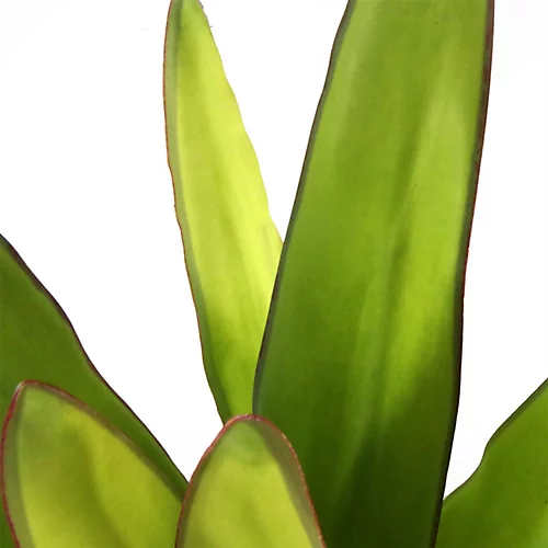 Leaf 70cm Artificial Sansevieria Moonshine Plant 3 Leaf 70cm Artificial Sansevieria Moonshine Plant - Image 3