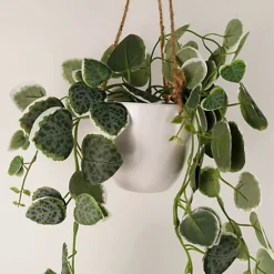 Leaf 90cm Artificial Potted Hanging Trailing Green Plant - String Of Hearts 5 Leaf 90cm Artificial Potted Hanging Trailing Green Plant - String Of Hearts -Cheap Grow And Trim Store 90cm artificial potted hanging trailing green plant string of hearts5060950402731 03c MP