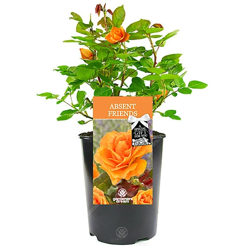Absent Friend Orange Rose - Outdoor Plant, Ideal For Gardens, Compact Size 1 Absent Friend Orange Rose - Outdoor Plant, Ideal For Gardens, Compact Size