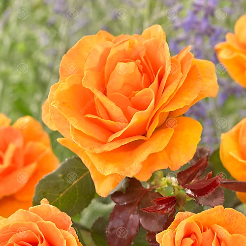 Absent Friend Orange Rose - Outdoor Plant, Ideal For Gardens, Compact Size 2 Absent Friend Orange Rose - Outdoor Plant, Ideal For Gardens, Compact Size - Image 2
