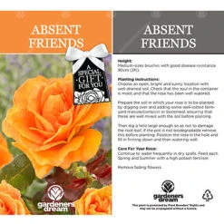 Absent Friend Orange Rose - Outdoor Plant, Ideal For Gardens, Compact Size 6 Absent Friend Orange Rose - Outdoor Plant, Ideal For Gardens, Compact Size -Cheap Grow And Trim Store absent friend orange rose outdoor plant ideal for gardens compact size5051641538693 03c MP
