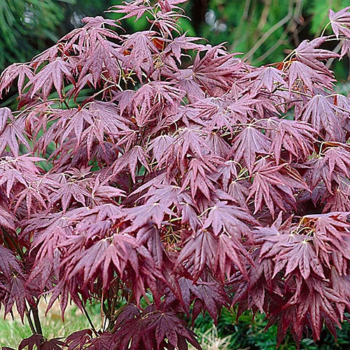 Acer Atropurpureum Garden Tree - Deep Purple Foliage, Compact Size, Hardy (20-40cm) 1 Acer Atropurpureum Garden Tree - Deep Purple Foliage, Compact Size, Hardy (20-40cm)