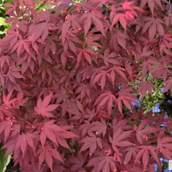 Acer Atropurpureum Garden Tree - Deep Purple Foliage, Compact Size, Hardy (20-40cm) 5 Acer Atropurpureum Garden Tree - Deep Purple Foliage, Compact Size, Hardy (20-40cm) -Cheap Grow And Trim Store acer atropurpureum garden tree deep purple foliage compact size hardy 20 40cm 5059442008292 02c MP