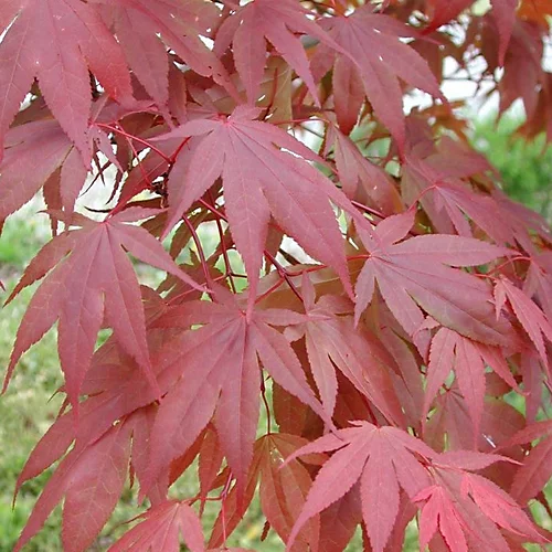 Acer Atropurpureum Garden Tree - Deep Purple Foliage, Compact Size, Hardy (20-40cm) 3 Acer Atropurpureum Garden Tree - Deep Purple Foliage, Compact Size, Hardy (20-40cm) - Image 3