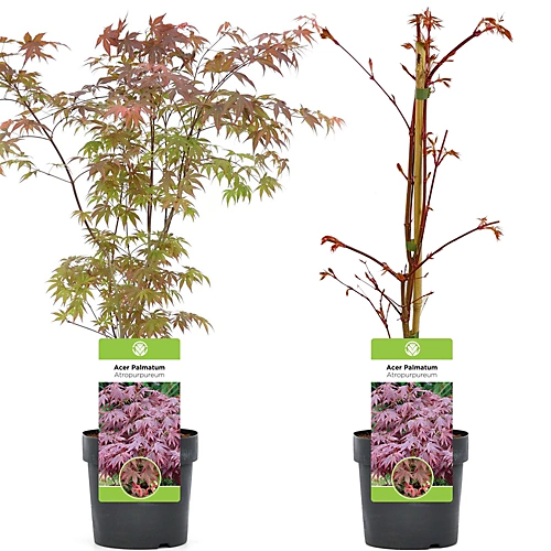 Acer Atropurpureum Garden Tree - Deep Purple Foliage, Compact Size, Hardy (20-40cm) 4 Acer Atropurpureum Garden Tree - Deep Purple Foliage, Compact Size, Hardy (20-40cm) - Image 4