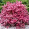 Acer Beni-maiko Garden Tree - Striking Red Leaves, Compact Size, Hardy (20-30cm)