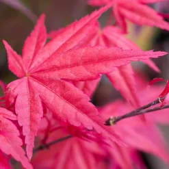 Acer Beni-maiko Garden Tree - Striking Red Leaves, Compact Size, Hardy (20-30cm) -Cheap Grow And Trim Store acer beni maiko garden tree striking red leaves compact size hardy 20 30cm 5059442007578 02c MP