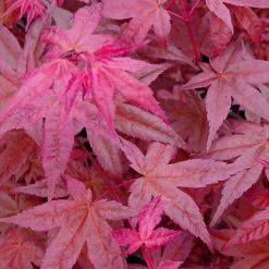 Acer Beni-maiko Garden Tree - Striking Red Leaves, Compact Size, Hardy (20-30cm) -Cheap Grow And Trim Store acer beni maiko garden tree striking red leaves compact size hardy 20 30cm 5059442007578 04c MP