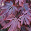 Acer Black Lace - Deeply Cut Purple Foliage, Outdoor Plant, Ideal For Gardens, Compact Size (50-70cm)