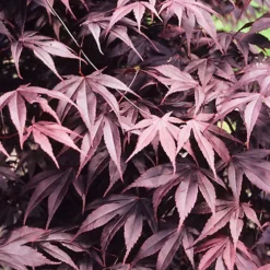 Acer Black Lace - Deeply Cut Purple Foliage, Outdoor Plant, Ideal For Gardens, Compact Size (50-70cm) -Cheap Grow And Trim Store acer black lace deeply cut purple foliage outdoor plant ideal for gardens compact size 50 70cm 5059442046997 02c MP