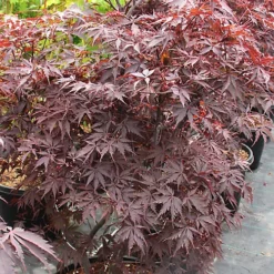 Acer Black Lace - Deeply Cut Purple Foliage, Outdoor Plant, Ideal For Gardens, Compact Size (50-70cm) -Cheap Grow And Trim Store acer black lace deeply cut purple foliage outdoor plant ideal for gardens compact size 50 70cm 5059442046997 04c MP
